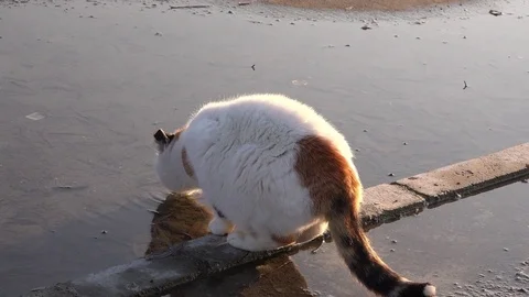Street cat drinks water from a puddle Stock-Footage 72127111