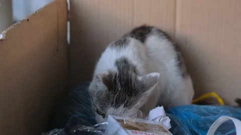 Street cat eating Stock Footage 131208618