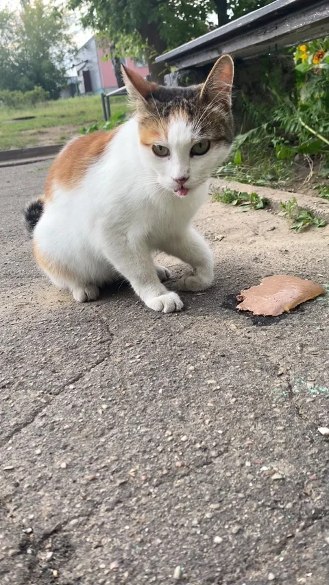 A street cat eats food. Vertical video  Stock Footage 281343826