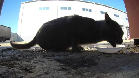 Street cat eats from a plastic plate Video stock 221321715