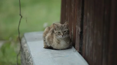 Street cat Stock Footage 52483943
