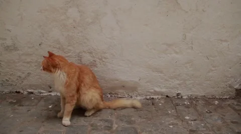 Street Cat Stock Footage 52934676