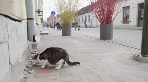 Street  cat Stock Footage 67660224