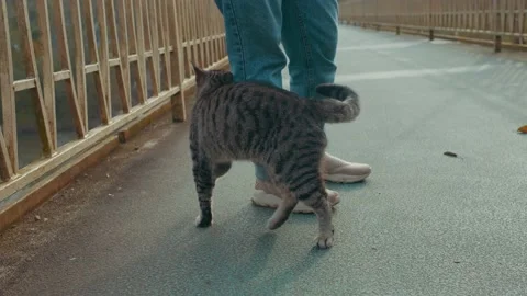 Street cat Stock Footage 131210510