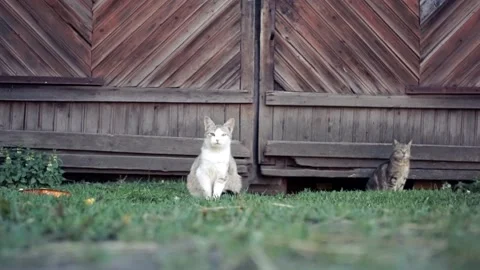 Street cat Stock Footage 132406460