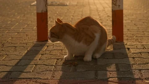 Street cat Stock Footage 226942212