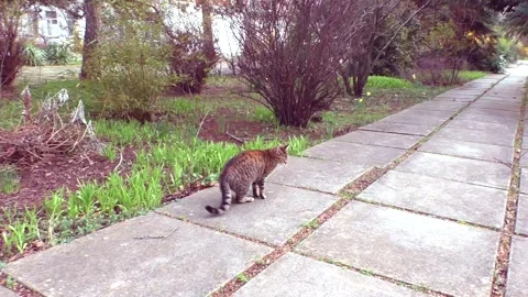 A street cat Stock Footage 301231364