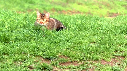 A street cat Stock Footage 301232273