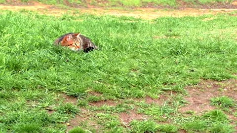 Street cat Stock Footage 301243562