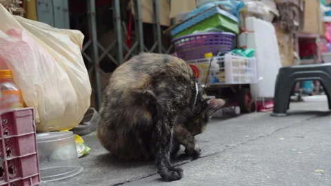 Street cat grooming itself in close up Stock Footage 346213295