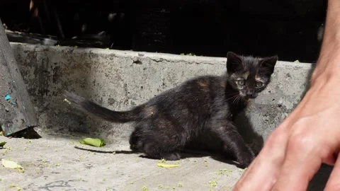 Street Cat in Istanbul Turkey Stock Footage 196611953