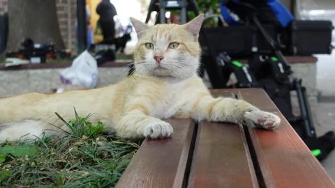 Street Cat in Istanbul Turkey Stock Footage 196670628