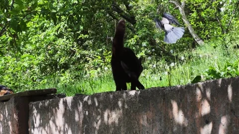 Street cat jumping from a tree and chases away crow Stock Footage 338304806