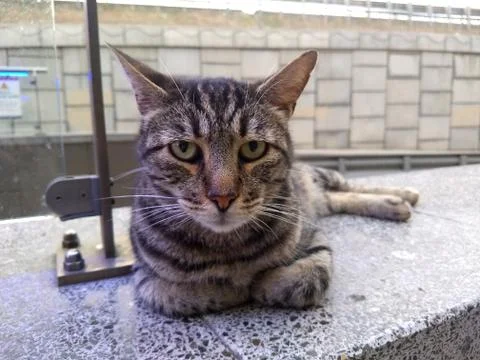 Street cat looking at camera Stock Photos