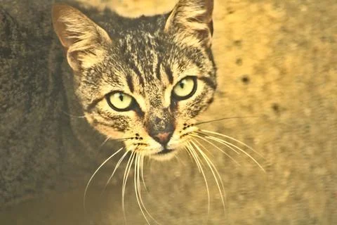 Street cat looking Stock Photos
