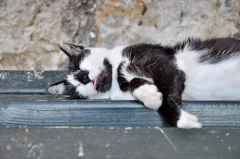 Street cat lying on a bench Stock Photos
