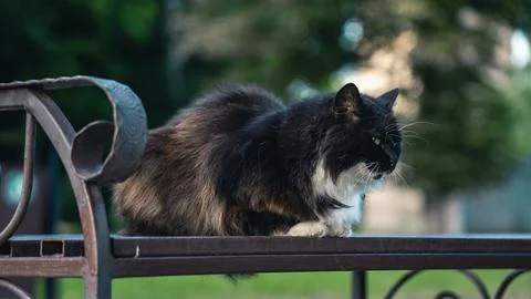 A street cat lying on a bench at the train station Stock Photos