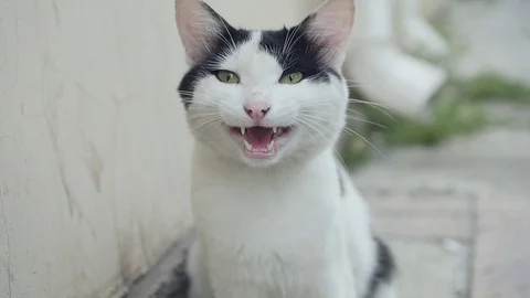 Street Cat Meows Stock Footage 119039891