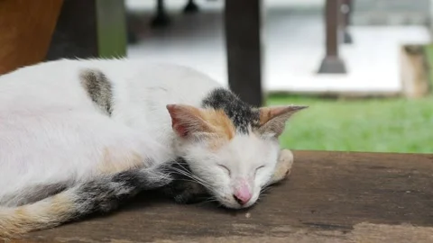Street Cat moving while sleeping on ladder Stock Footage 268562405