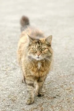 Street cat Stock Photos