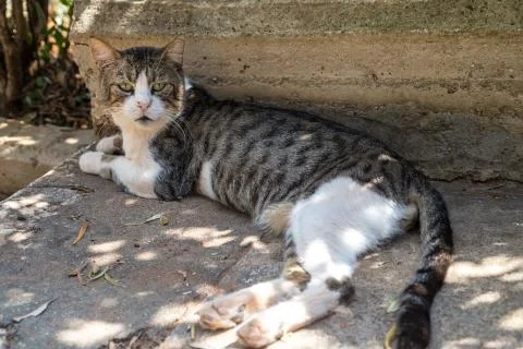 Street cat Stock Photos