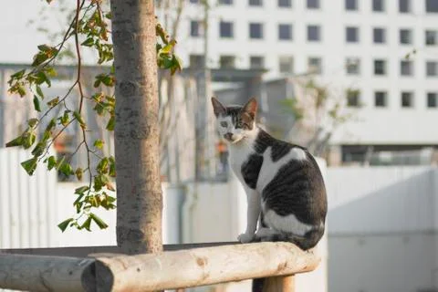 Street Cat Stock Photos