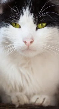 Street cat Stock Photos