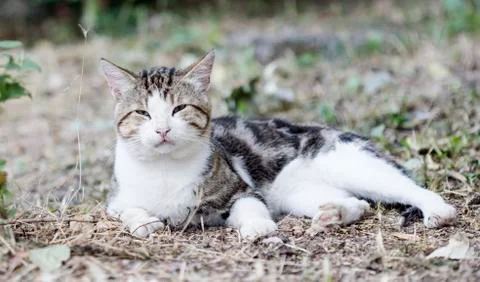 Street cat Stock Photos