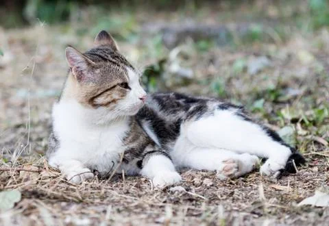 Street cat Stock Photos