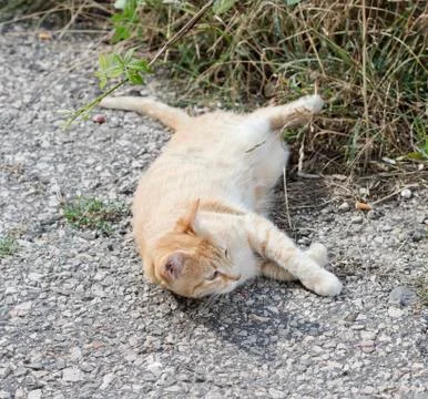 Street cat Stock Photos
