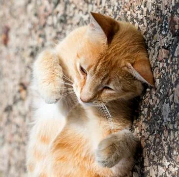 Street cat Stock Photos