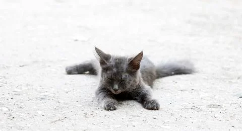 Street cat Stock Photos