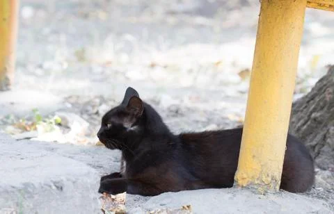 Street cat Stock Photos