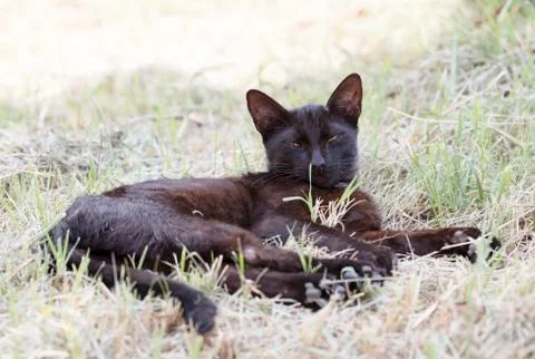 Street cat Stock Photos