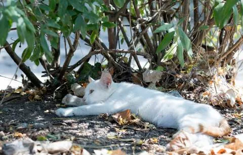 Street cat Foto stock