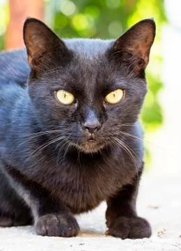 Street cat Stock Photos