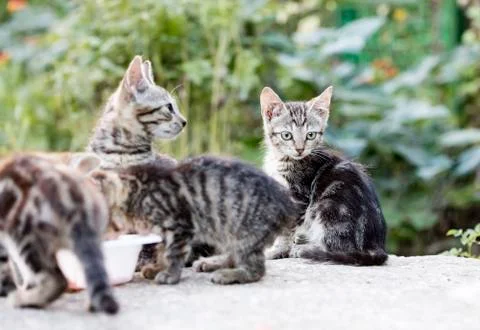 Street cat Stock Photos