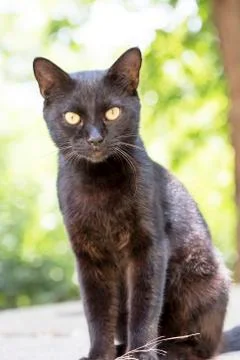Street cat Stock Photos