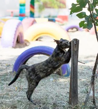 Street cat Stock Photos