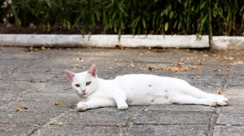 Street cat Stock Photos