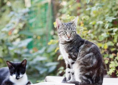 Street cat Stock Photos