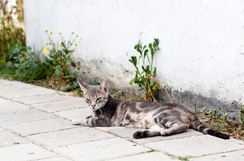 Street cat Stock Photos