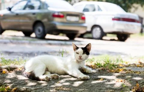 Street cat Stock Photos