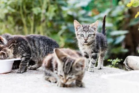 Street cat Stock Photos