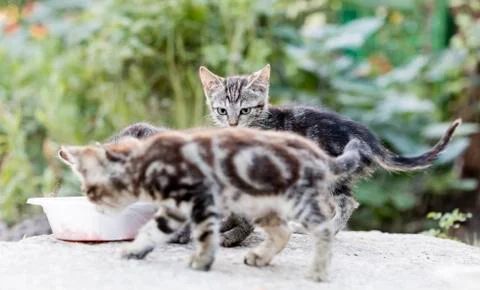 Street cat Stock Photos