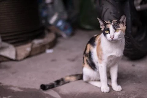 Street Cat Stock Photos