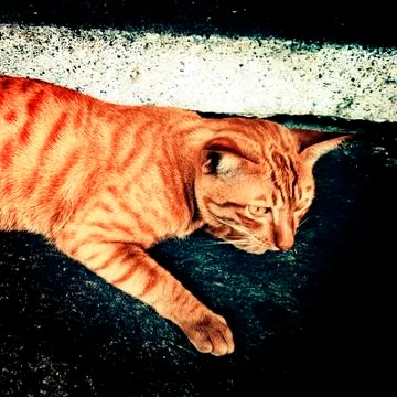 Street cat Stock Photos