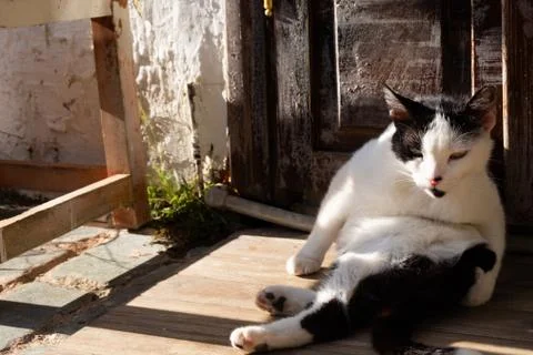 Street Cat Stock Photos