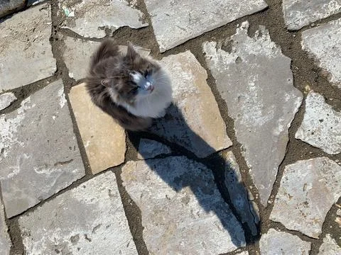 The street cat Stock Photos