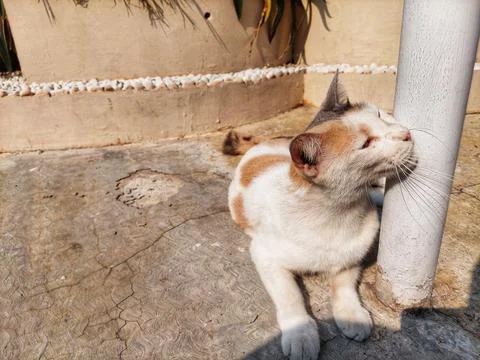 Street Cat Stock Photos